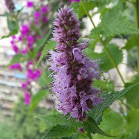 Patchouli (Pogostemon cablin) herb thriving in a container garden.