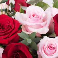 Red Pink Rose Flower seeds for Planting - Seasonal Bloomer, Heirloom & GMO Free Seeds for Home Garden