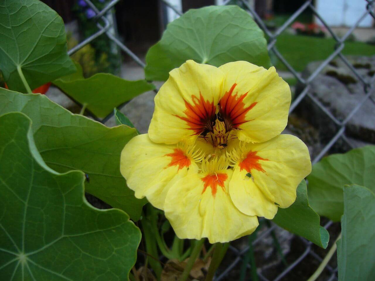 Green (Green Yellow) seeds for planting in home garden