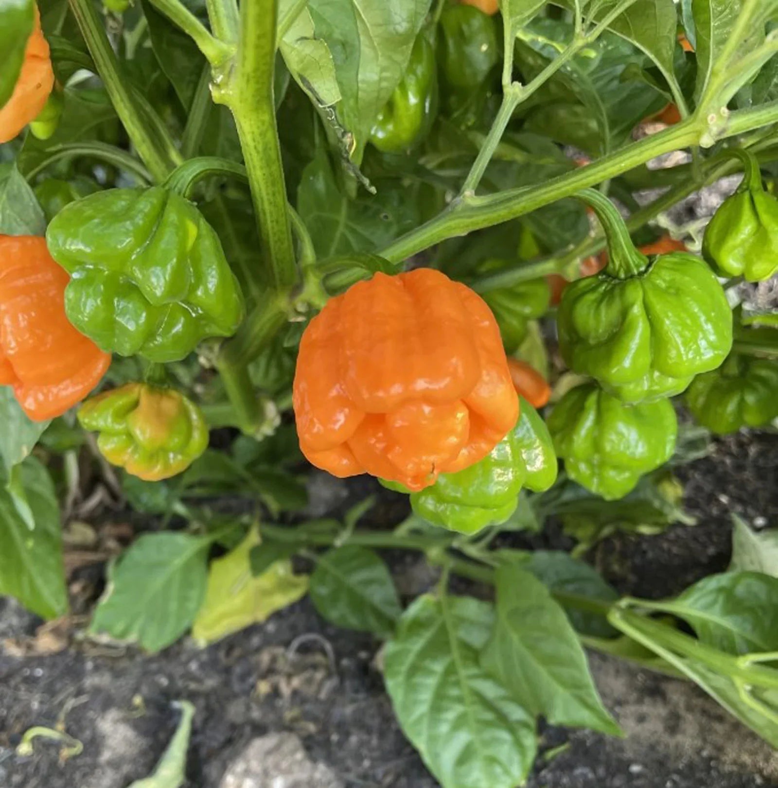 Yellow Jamaican hot pepper plant seeds for outdoor garden growing