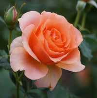 Dragon Rose Pink Yellow Flower seeds for Planting - Fragrant Blossoms, Heirloom & GMO Free Seeds for Home Garden