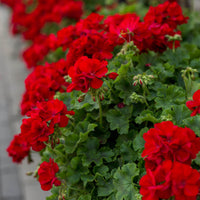Light Red Geranium Flower Seeds for Planting | Annual Seeds for Vibrant Gardens