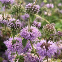 Pennyroyal Flower seeds for Planting Sun Loving Heirloom & GMO Free Seeds for Home Garden