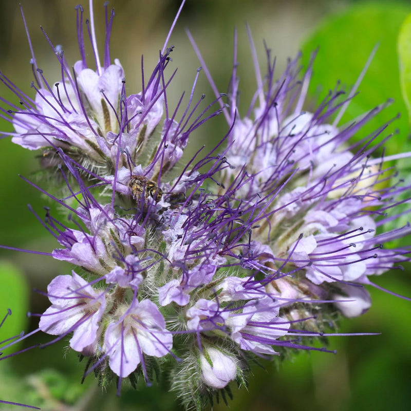 Purple Pulegium Flower Seeds for Planting - Vibrant Annual Blooms
