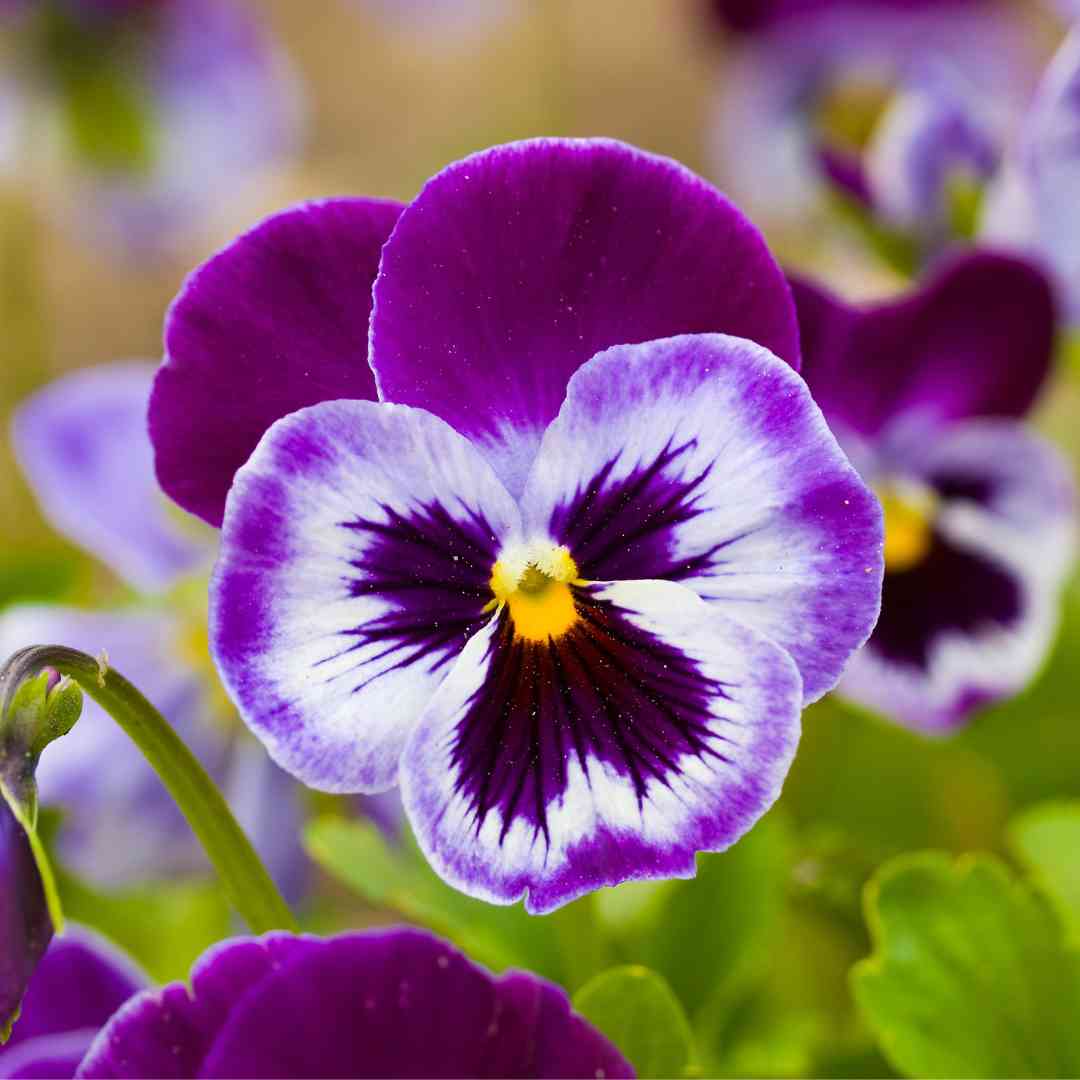 Pansy Flower seeds for Planting, Garden Favorite Heirloom & GMO Free Seeds for Home Garden