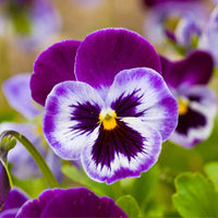 Pansy Flower seeds for Planting, Garden Favorite Heirloom & GMO Free Seeds for Home Garden