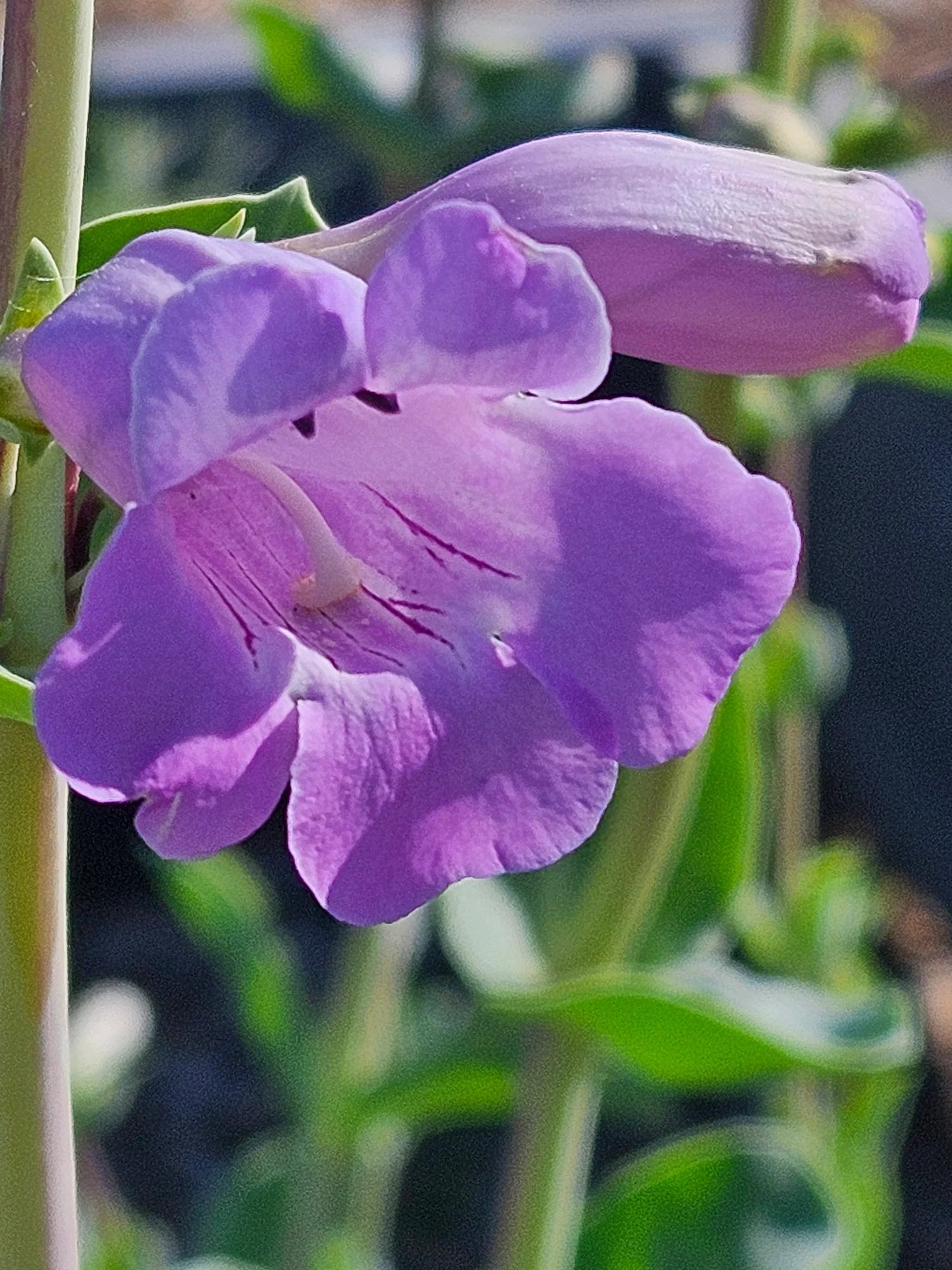 Penstemon Grandiflorus Flower seeds for Planting, Compact Growth Heirloom & GMO Free Seeds for Home Garden