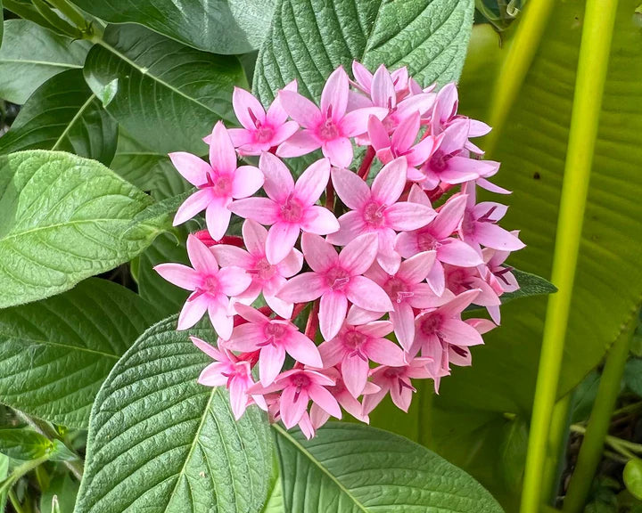 Pink Serpentina Flower seeds for Planting Low Maintenance Heirloom & GMO Free Seeds for Home Garden 
 
 Sale