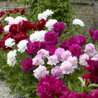 Mixed Peony bulbs for planting in an outdoor garden