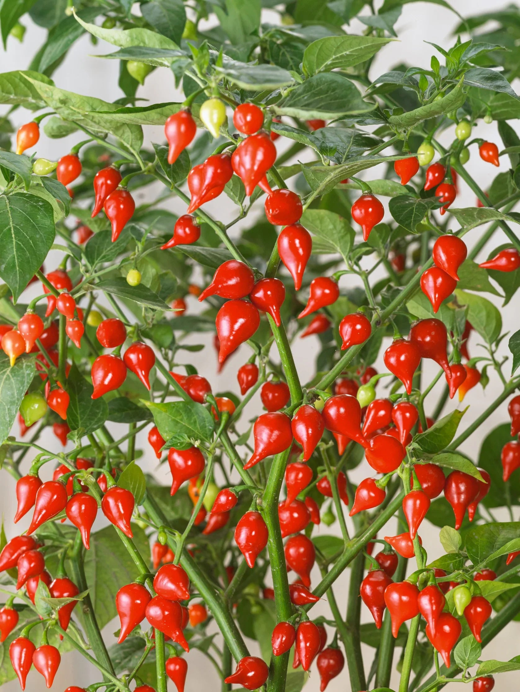 Pepper Tomato Seeds – Unique Tomato Variety for Home Garden Growing
