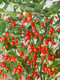 Pepper Tomato Seeds – Unique Tomato Variety for Home Garden Growing