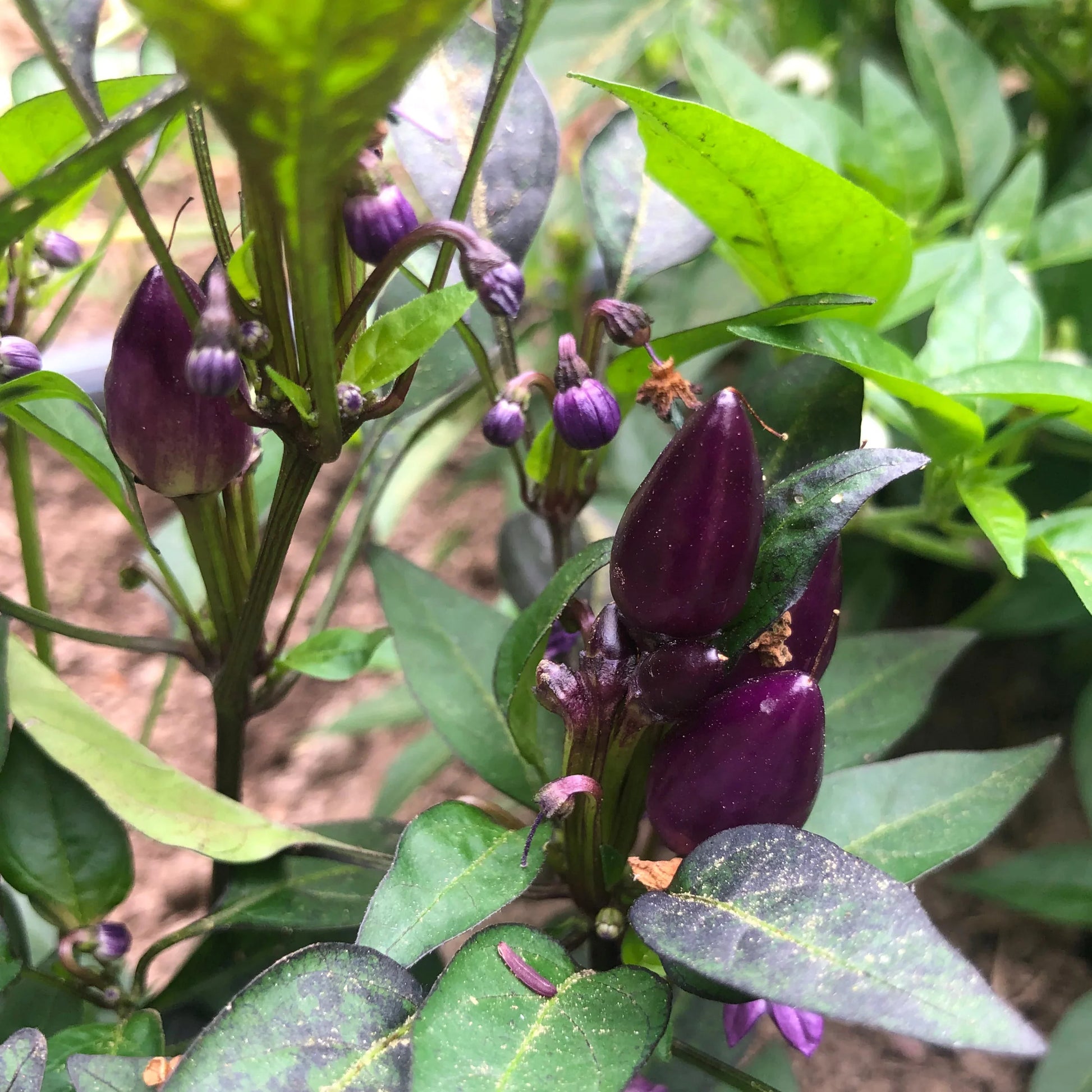 Ornamental Purple Pepper Seeds | Heirloom Pepper Variety for Planting