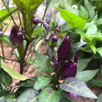 Ornamental Purple Pepper Seeds | Heirloom Pepper Variety for Planting
