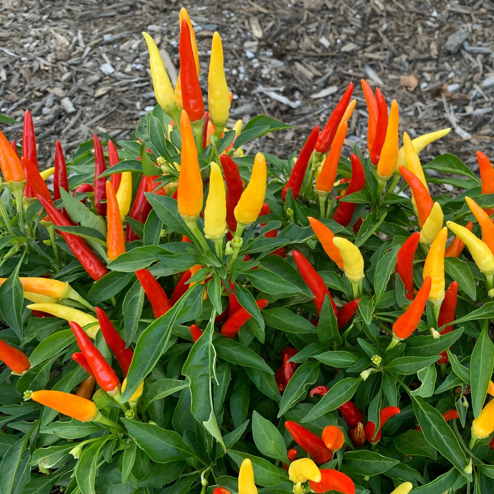 Ornamental Pepper Mix Seeds – Colorful Pepper Plants for Garden and Containers