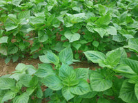 Korean Perilla Seeds for Herb Gardens, Raised Beds, Containers & Outdoor Growing