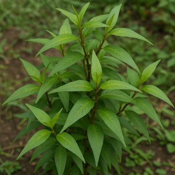 Vietnamese Coriander Seeds for Planting – Heirloom & Non-GMO Culinary Herb Seeds