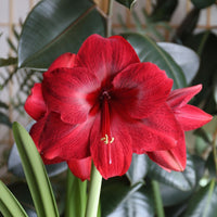 Deep Red Amaryllis Flower Seeds Premium Quality Heirloom & GMO Free Seeds for Home Garden
 
 Sale