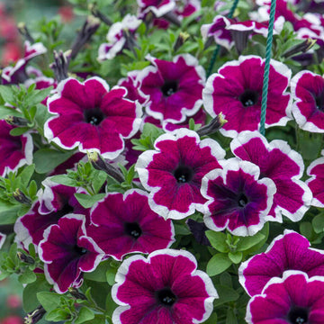 White Purple Petunia Flower seeds for Planting Garden Favorite Heirloom & GMO Free Seeds for Home Garden