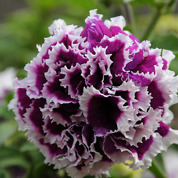 Prism Dewberry Sundae Petunia Seeds for Beautiful Garden Blooms