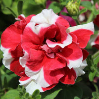 Prism Dewberry Sundae Petunia Seeds for Beautiful Garden Blooms