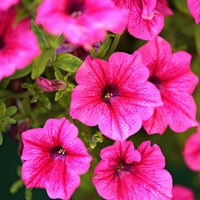 Rose of Heaven Seeds for Beautiful, Fragrant Flowers