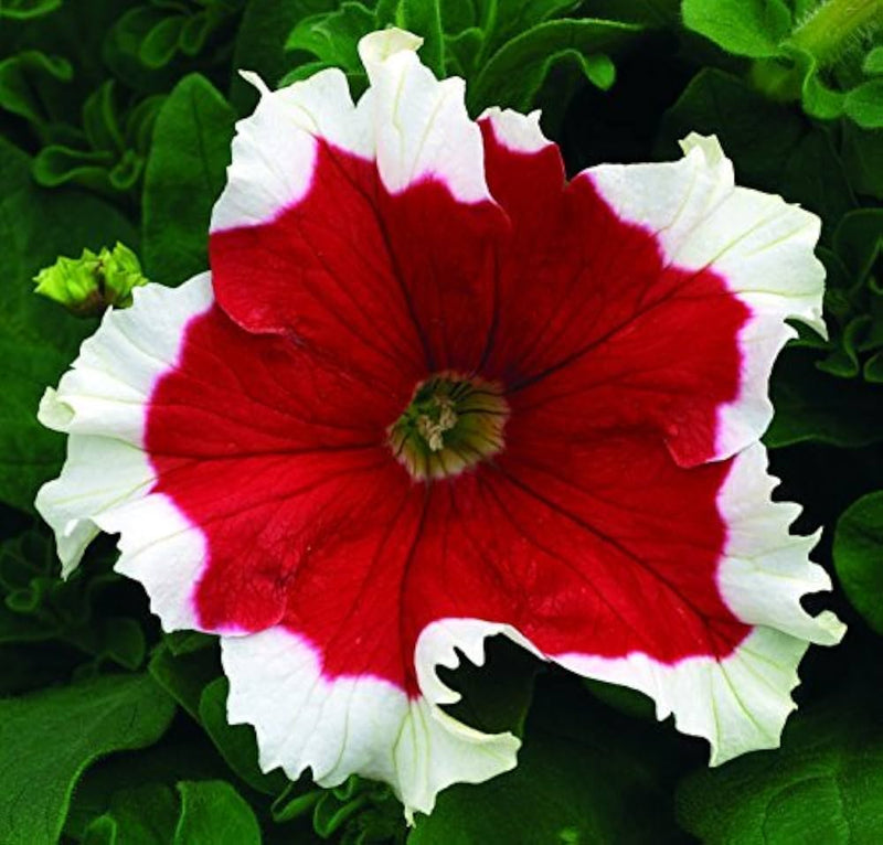 Non GMO Red White Petunia seeds