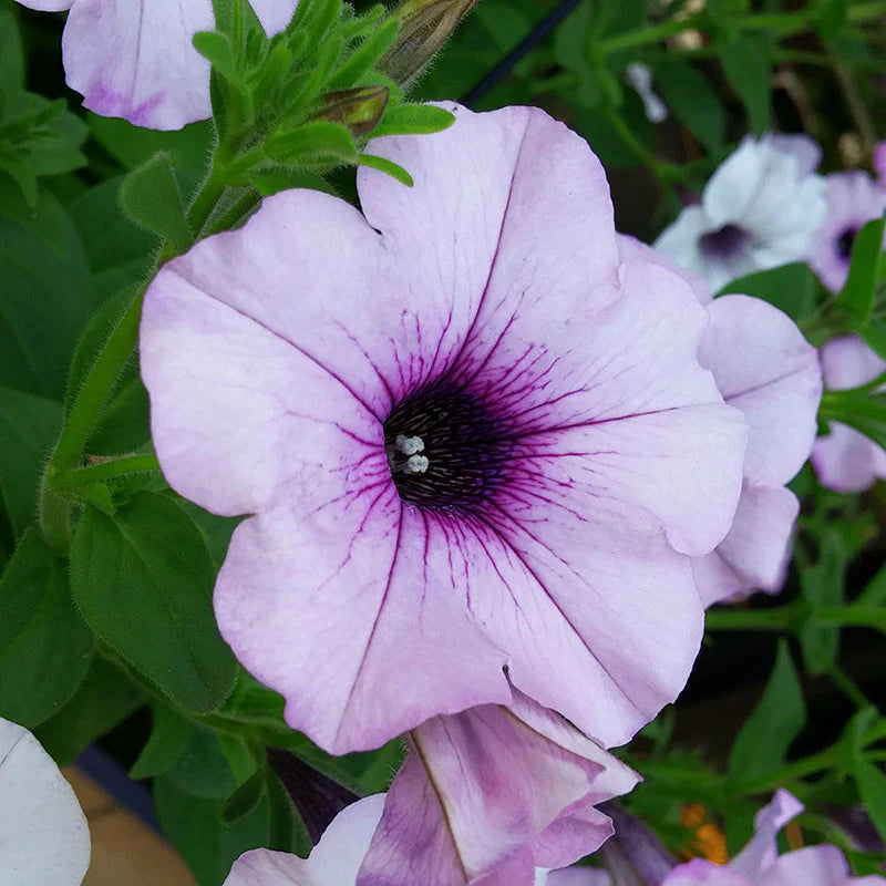 Silver petunia seeds for planting
