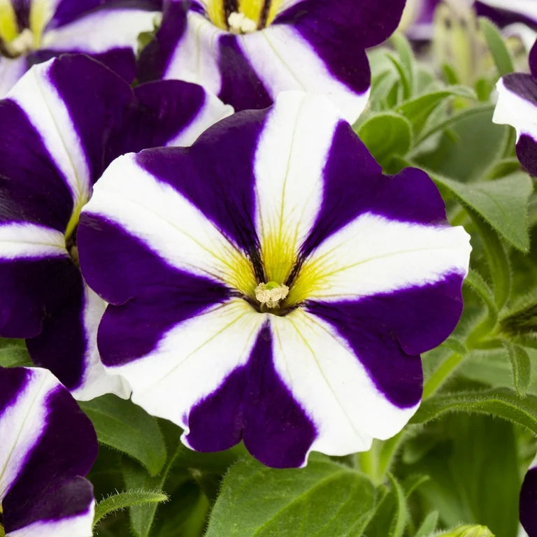 Mixed white Petunia seeds for planting