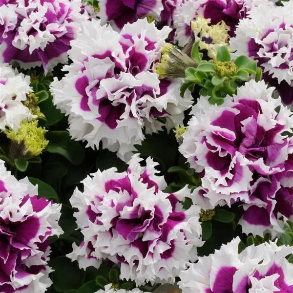 Double Violet Petunia Flower seeds for Planting - Cottage Garden Essential, Heirloom & GMO Free Seeds for Home Garden