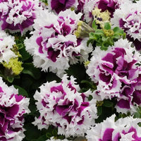 Double Violet Petunia Flower seeds for Planting - Cottage Garden Essential, Heirloom & GMO Free Seeds for Home Garden
