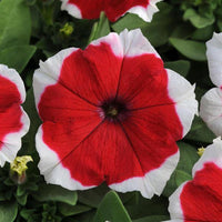 Petunia Hulahoop Red Seeds for Bright Red Petunia Flowers