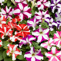Pelletized Petunia Star Orchid Ice Seeds for Elegant Garden Accents