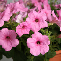 Pink Fuchsia Petunia Flower seeds for Planting - Hardy Variety, Heirloom & GMO Free Seeds for Home Garden