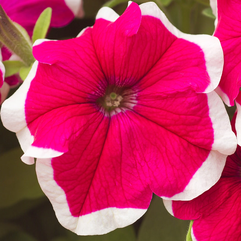 Petunia Hulahoop Red Seeds for Bright Red Petunia Flowers