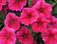 Pink Petunia Flower seeds for Planting - Seasonal Bloomer, Heirloom & GMO Free Seeds for Home Garden