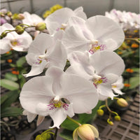 White Purple Phalaenopsis Orchid Flower seeds for Planting - Bright Blooms, Heirloom & GMO Free Seeds for Home Garden