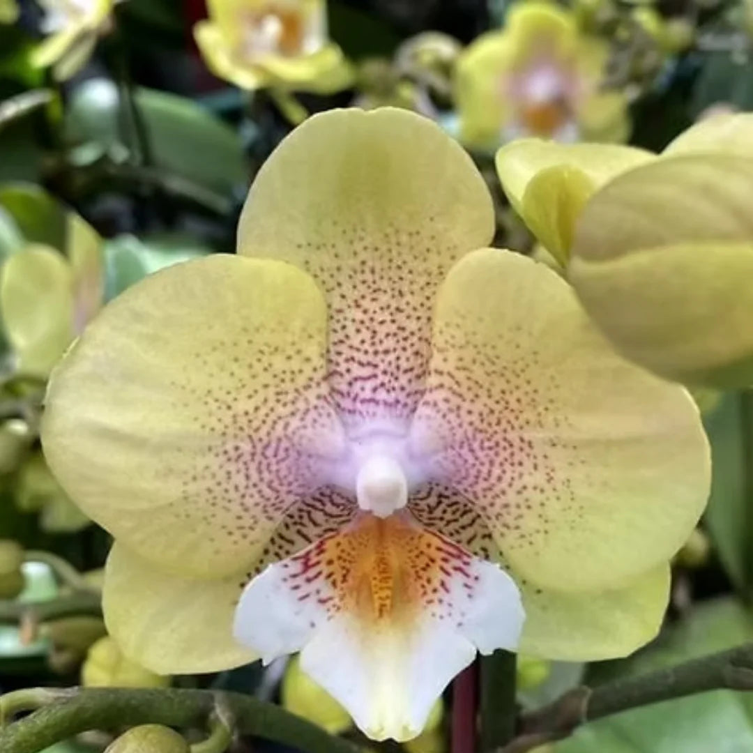 Mixed Phalaenopsis Orchid Flower seeds for Planting - Colorful Display, Heirloom & GMO Free Seeds for Home Garden