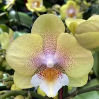 Light Yellow Orchid Flower seeds for Planting - Premium Quality, Heirloom & GMO Free Seeds for Home Garden