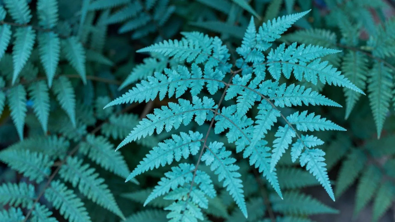 Sky Blue Fern for Planting Seasonal Bloomer Heirloom & GMO Free Seeds for Home Garden
 
 Sale