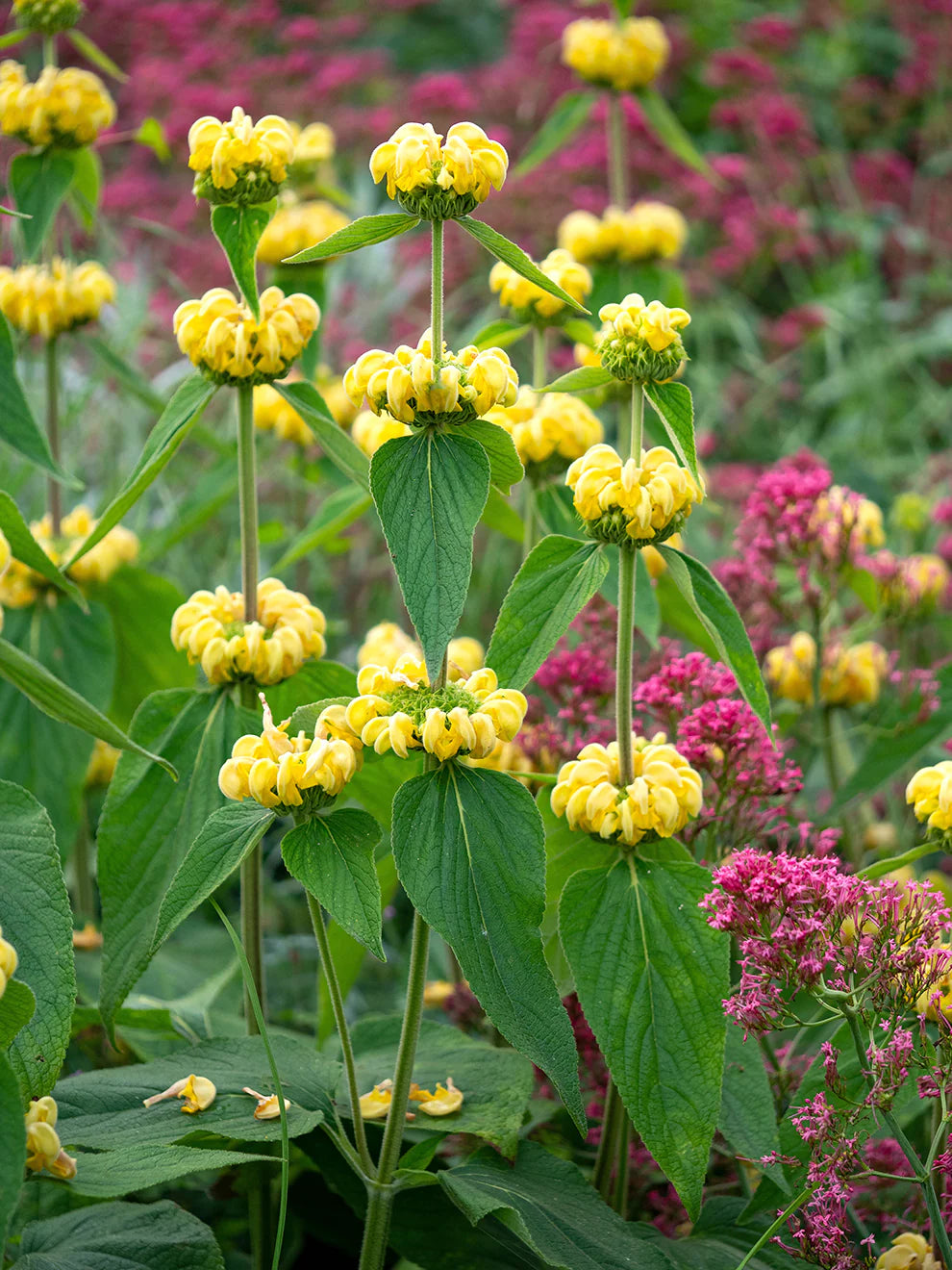 Yellow Jerusalem Sage Flower seeds for Planting Hardy Variety Heirloom & GMO Free Seeds for Home Garden 
 
 Sale