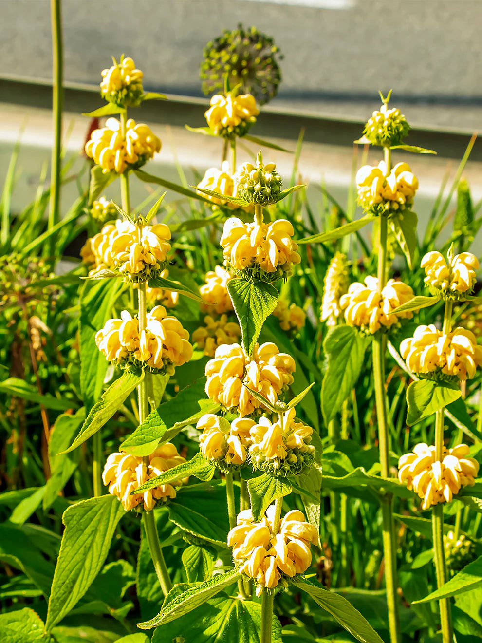 Yellow Jerusalem Sage Flower seeds for Planting Hardy Variety Heirloom & GMO Free Seeds for Home Garden 
 
 Sale