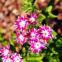 Phlox Twinkle Star Phlox paniculata Seeds for Planting for Flower Bed