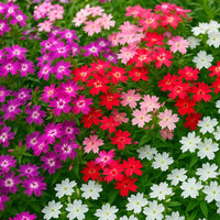 Phlox Twinkle Star Phlox paniculata Seeds for Planting for Flower Bed