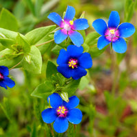BLUE PIMPERNEL Seeds for Stunning Blue Flowers