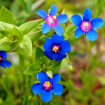 BLUE PIMPERNEL Seeds for Stunning Blue Flowers
