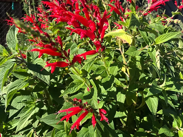 Pineapple Sage Salvia elegans seeds for ornamental garden planting