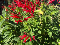 Pineapple Sage flowering plant growing in a colorful garden border