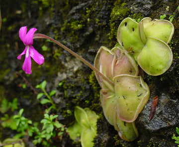 Butterwort Flower seeds for Planting - Easy to Grow, Heirloom & GMO Free Seeds for Home Garden