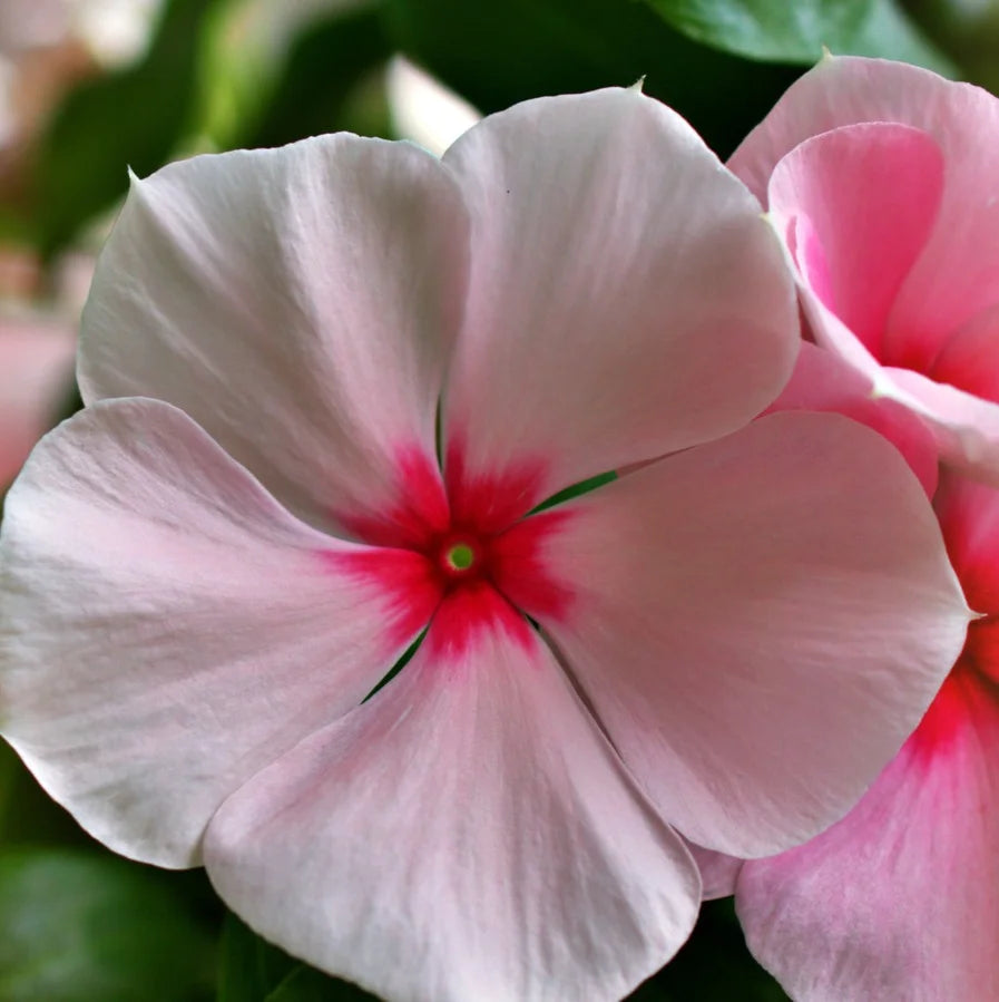 Pink Vinca Flower seeds for Planting - Fragrant Blossoms, Heirloom & GMO Free Seeds for Home Garden