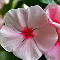 Pink Vinca Flower seeds for Planting - Fragrant Blossoms, Heirloom & GMO Free Seeds for Home Garden